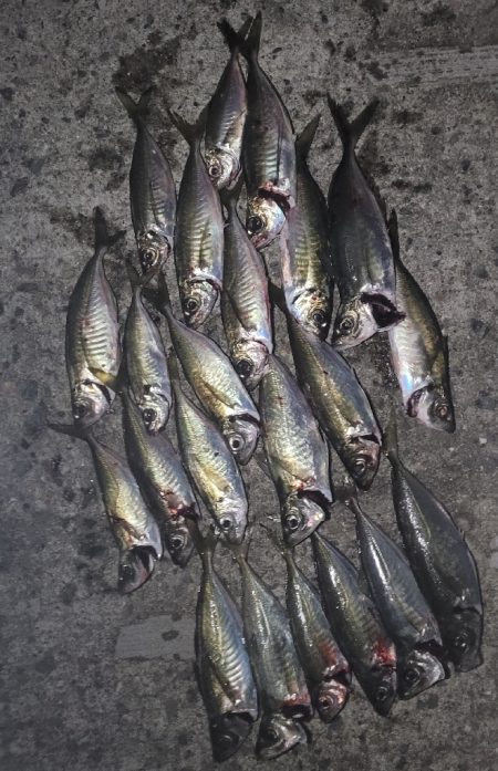 アジングっぽいこと