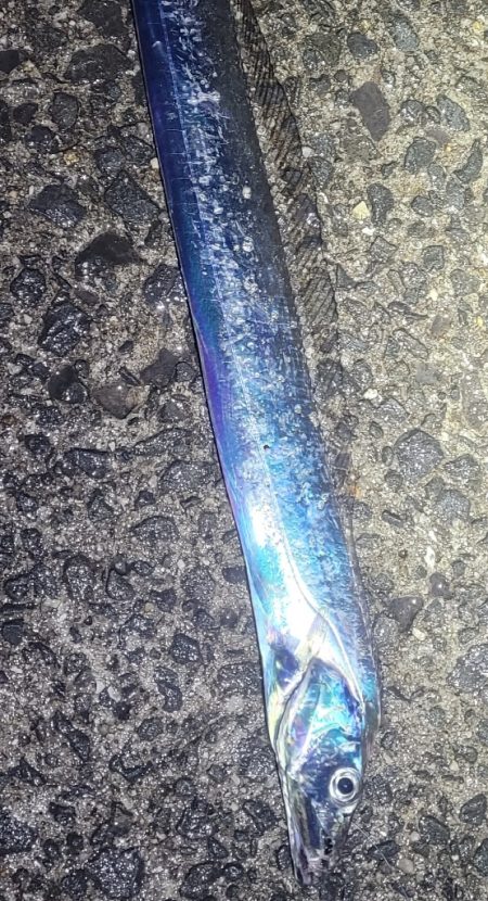 春タチウオにチャレンジ