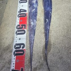 連日の春タチウオresearch