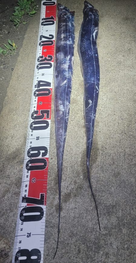 連日の春タチウオresearch