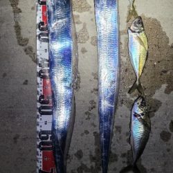 3度目になる春の太刀魚チャレンジ