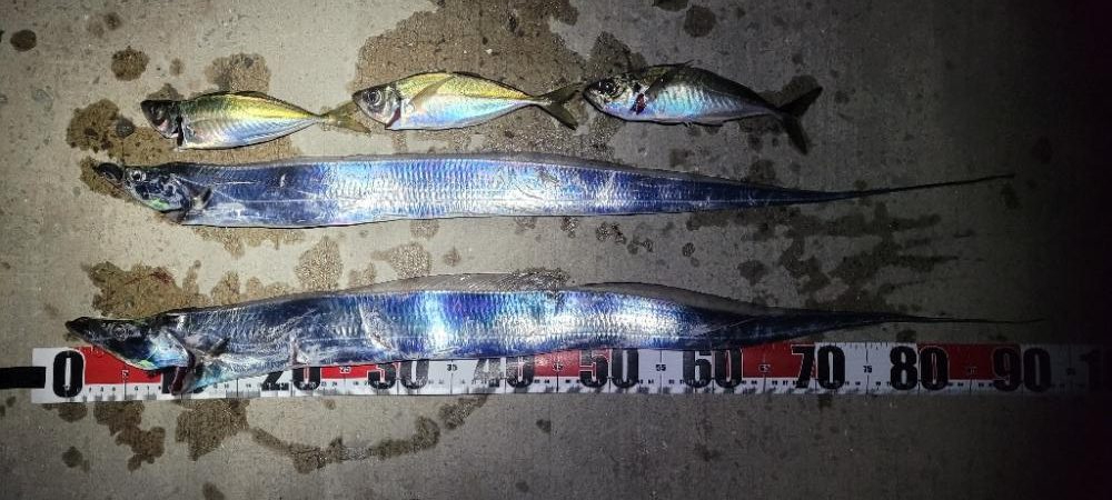 3度目になる春の太刀魚チャレンジ