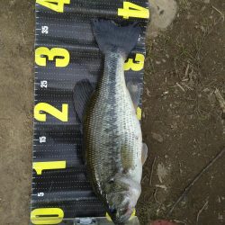 ジャークベイトで2匹