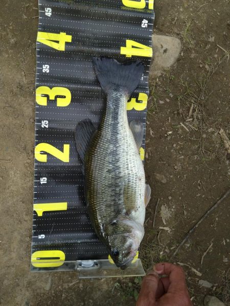 ジャークベイトで2匹