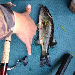 パワーフィネスで50up