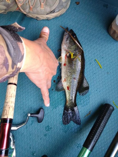 パワーフィネスで50up