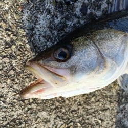 久しぶりのシーバス釣行