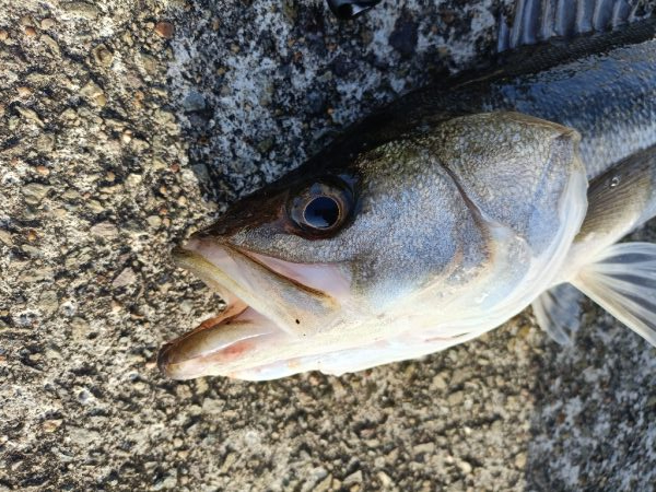 久しぶりのシーバス釣行