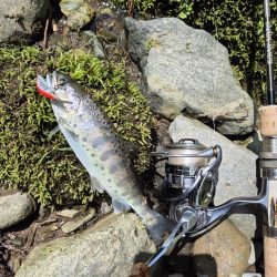 放流翌日昼からやけど結構出ましたよ