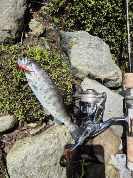 放流翌日昼からやけど結構出ましたよ