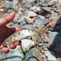 管理釣り場(アマゴ釣り)