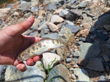 管理釣り場(アマゴ釣り)
