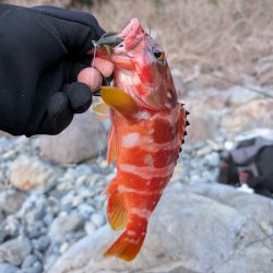 陸っぱり釣行記