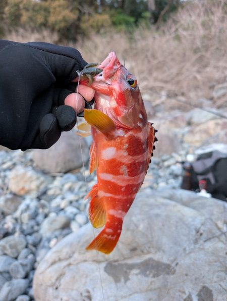 陸っぱり釣行記