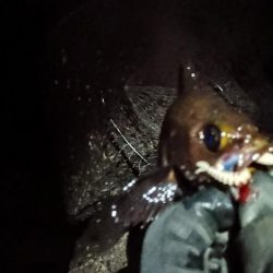 1ヶ月ぶりの釣果