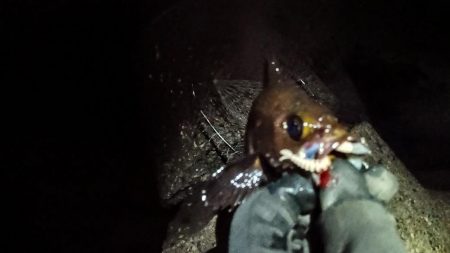 1ヶ月ぶりの釣果