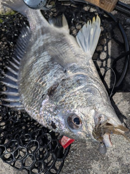 4月ファーストフィッシュ！