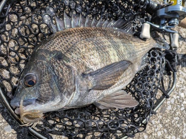 寄りみチニング