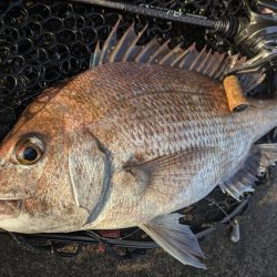 海チニングwithショアレッド