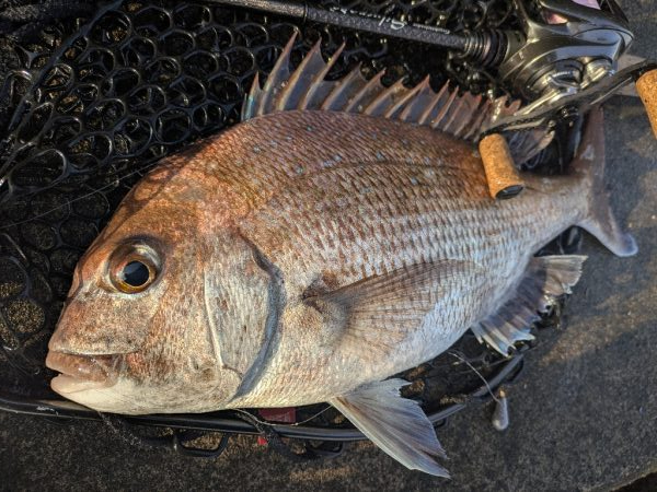 海チニングwithショアレッド