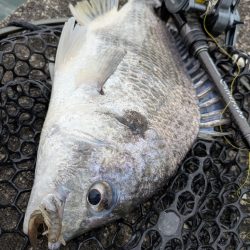 春爆継続広島チニング！