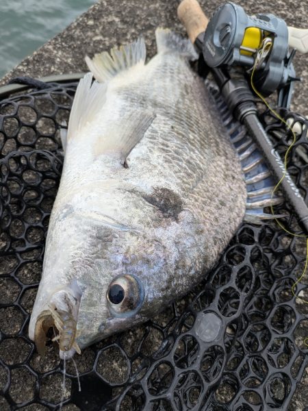 春爆継続広島チニング！