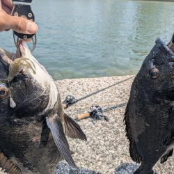今日も広島チニング!クロソイ有りWヒット有り