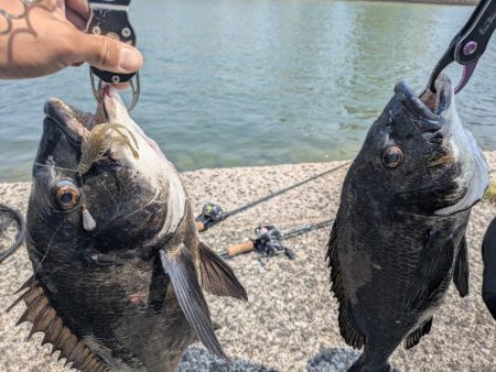 今日も広島チニング!クロソイ有りWヒット有り