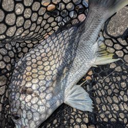 夜勤明けチニング