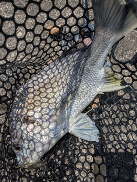 夜勤明けチニング