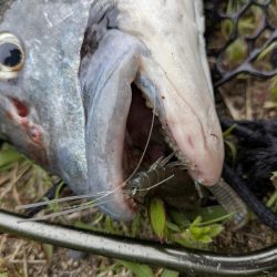 広島チニング〜トップ、敷石、年無し〜