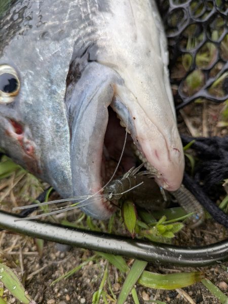 広島チニング〜トップ、敷石、年無し〜