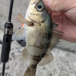 チニング&ライトロック&デイメバリング