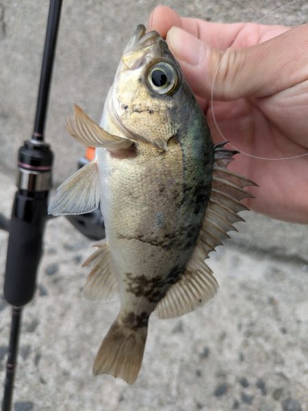 チニング&ライトロック&デイメバリング