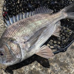 黒瀬川でチニング