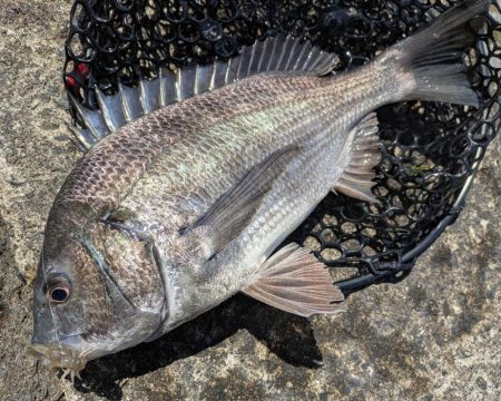 黒瀬川でチニング