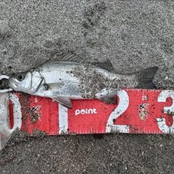 ヒラセイゴ釣れました!