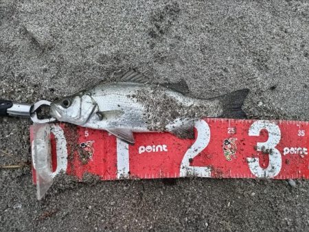 ヒラセイゴ釣れました!