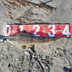 マゴチが釣れました!