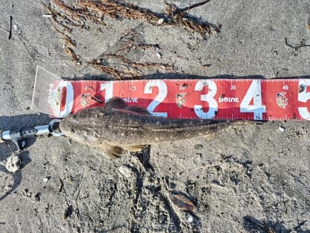 マゴチが釣れました!