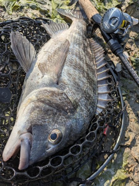 広島チニング春爆！