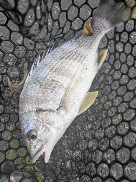 雨中ドSチニング！