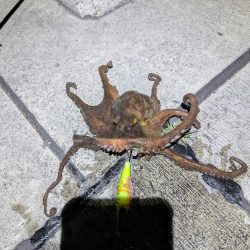 タコがまだ渋い