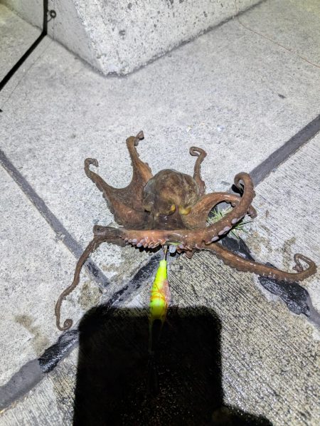 タコがまだ渋い