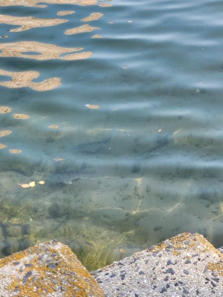 スキマチニング