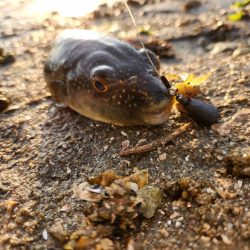 しごおわチニング