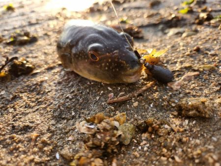 しごおわチニング