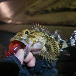 海エリアチニング