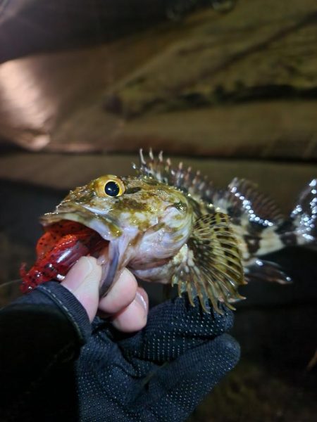 海エリアチニング