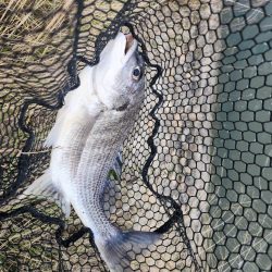 シルバーウルフEX80　初陣